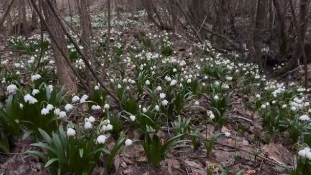 冬末春初 初露头角的花朵 娇嫩芬芳的雪花 洁白的花朵 生长在清澈的溪流边 河岸上 沼泽里 潮湿的森林里 — 图库视频影像