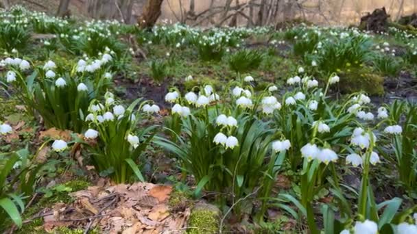 冬の終わりと春の始まり 最初の花が現れ 繊細な香り高い雪だるま 白い花 プライムローズ きれいな流れの近くや川岸 湿った森で育ちます — ストック動画