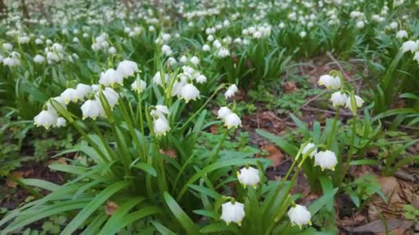 Кінець Зими Початок Весни Являються Перші Квіти Ніжні Запашні Проліски — стокове відео
