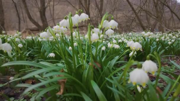 冬の終わりと春の始まり 最初の花が現れ 繊細な香り高い雪だるま 白い花 プライムローズ きれいな流れの近くや川岸 湿った森で育ちます — ストック動画