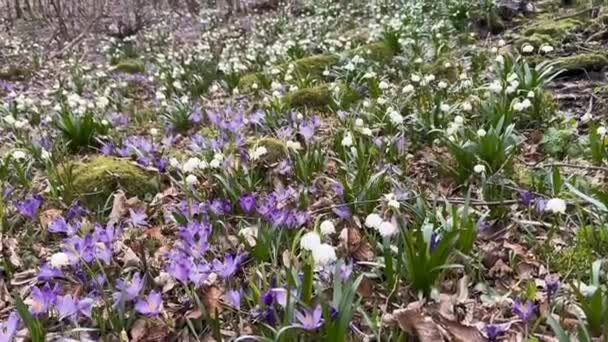 Primavera Los Cárpatos Aparecen Las Primeras Flores Delicadas Gotas Nieve — Vídeo de stock