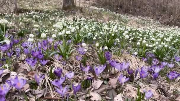 カルパティア人の春に 最初の花が現れ 繊細な香りの雪だるま 白い花 プライムロス ワニが 雨の後 彼らはドロップで覆われています — ストック動画