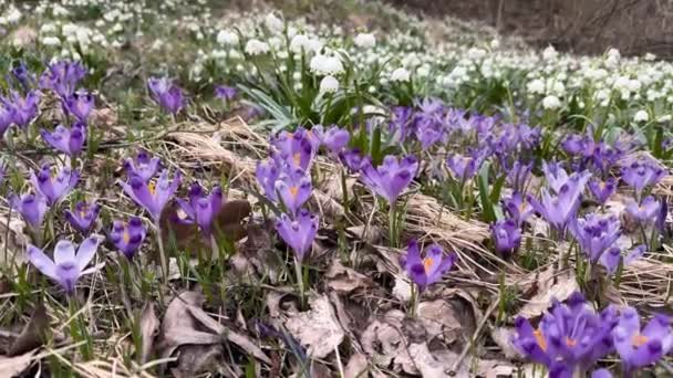 Once Come Snow Magic Grow Gentle Crocus Crocuses Ukrainian Carpathians — Stock Video