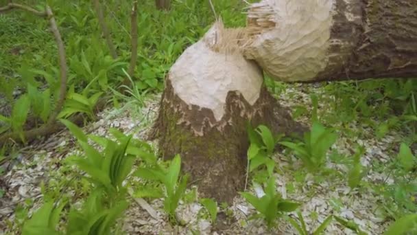 Vahşi Karpatlar Ukrayna Avrupa Yiyecek Için Büyük Bir Ağacı Devirebilen — Stok video