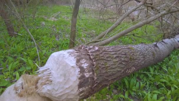在野生的喀尔巴阡山脉 乌克兰 欧洲居住着巨大的海狸 它们可以把一棵大树撞倒作为食物 并建造自己的家园 — 图库视频影像