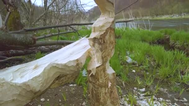 Vahşi Karpatlar Ukrayna Avrupa Yiyecek Için Büyük Bir Ağacı Devirebilen — Stok video