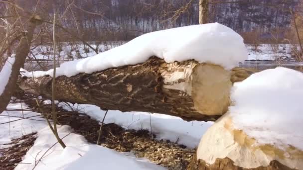 Invierno Nevado Castor Masticó Través Árbol Grueso Viejo Para Deleitarse — Vídeos de Stock