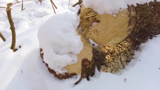 Inverno Nevado Castor Mastigou Através Uma Árvore Velha Grossa Fim — Vídeo de Stock