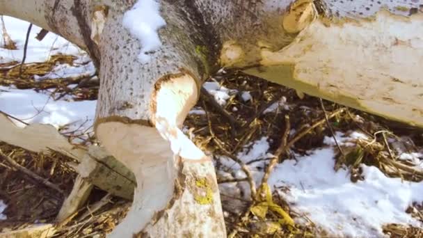 雪の降る冬には ビーバーが厚い古い木を噛んで 細い枝に樹皮を食べ そして成長する歯を粉砕する — ストック動画