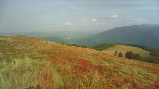 カルパチアの高山の牧草地では ウクライナ リンゴベリー ブルーベリーが成長し 秋には美しい赤い色になります — ストック動画