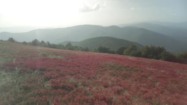 カルパチアの高山の牧草地では ウクライナ リンゴベリー ブルーベリーが成長し 秋には美しい赤い色になります — ストック動画