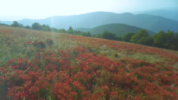 카르파티안의 목초지에서 우크라이나 링컨베리와 베리는 가을에 아름다운 빨간색으로 변합니다 — 비디오