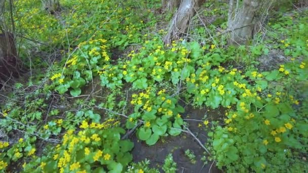 Caléndula Flor Color Amarillo Dorado Bosque Cárpatos Silvestres Cerca Arroyo — Vídeos de Stock