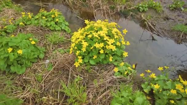Körömvirág Arany Sárga Virág Egy Vad Kárpáti Erdőben Egy Patak — Stock videók