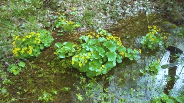 Caléndula Flor Color Amarillo Dorado Bosque Cárpatos Silvestres Cerca Arroyo — Vídeos de Stock
