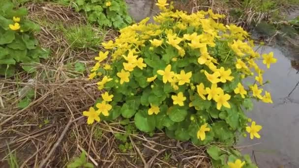 Marigold Złoty Żółty Kwiat Dzikim Karpackim Lesie Pobliżu Strumienia Bagnistym — Wideo stockowe
