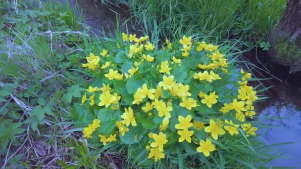 Marigold Złoty Żółty Kwiat Dzikim Karpackim Lesie Pobliżu Strumienia Bagnistym — Wideo stockowe