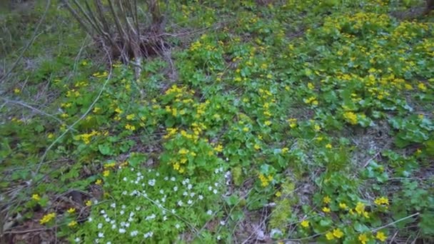 乌克兰沼泽地附近的喀尔巴阡山森林里 有一朵金黄色的金盏花 — 图库视频影像