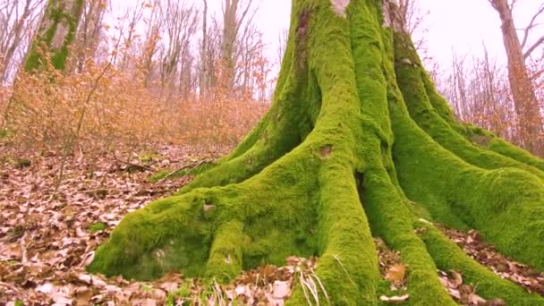 Ukrayna Bir Dağdaki Vahşi Bir Karpat Ormanındaki Yaşlı Kayın Ağacı — Stok video