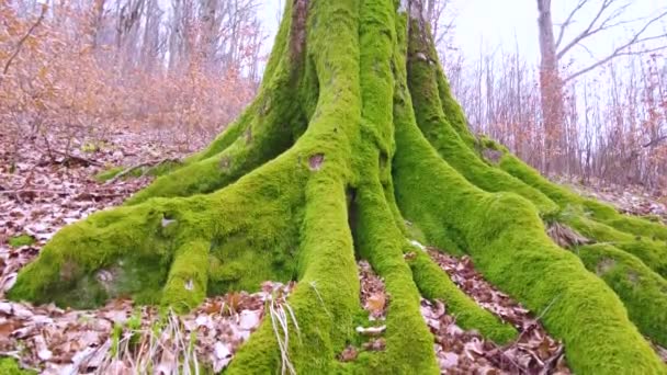 Oude Beukenboom Een Wild Karpaten Bos Een Berg Oekraïne Begroeid — Stockvideo