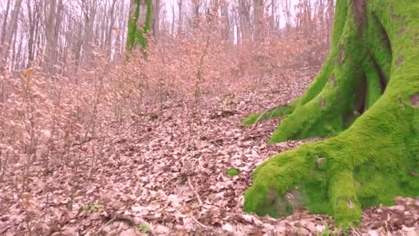 Oude Beukenboom Een Wild Karpaten Bos Een Berg Oekraïne Begroeid — Stockvideo