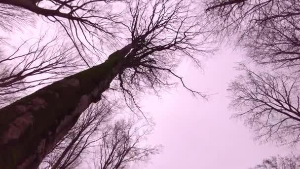ウクライナの山の野生のカルパティアの森の古いブナの木は 北側に明るいカラフルな緑のモスとレンガで覆われています — ストック動画