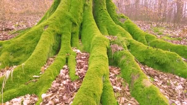 Stare Drzewo Bukowe Dzikim Karpackim Lesie Górze Ukraina Porośnięte Jasnym — Wideo stockowe