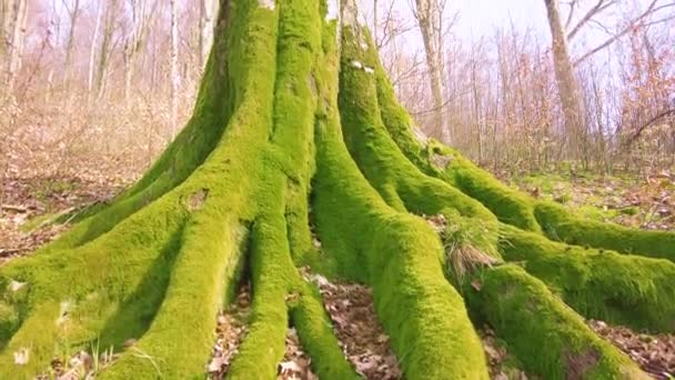 ウクライナの山の野生のカルパティアの森の古いブナの木は 北側に明るいカラフルな緑のモスとレンガで覆われています — ストック動画