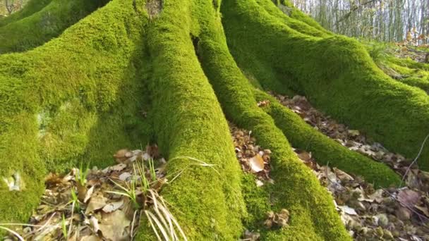Pohon Beech Tua Hutan Carpathia Liar Gunung Ukraina Ditumbuhi Dengan — Stok Video