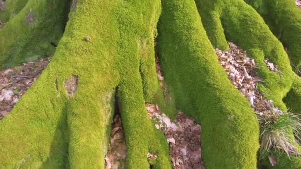 Ukrayna Bir Dağdaki Vahşi Bir Karpat Ormanındaki Yaşlı Kayın Ağacı — Stok video