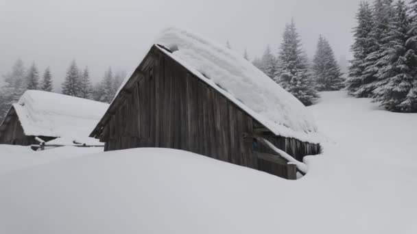 冬のカルパティア人 山の高いトランスカルパティアの小さな農場 孤独な家と2頭の牛飼い 屋根の上のキツネの足跡 野生の森の周り — ストック動画