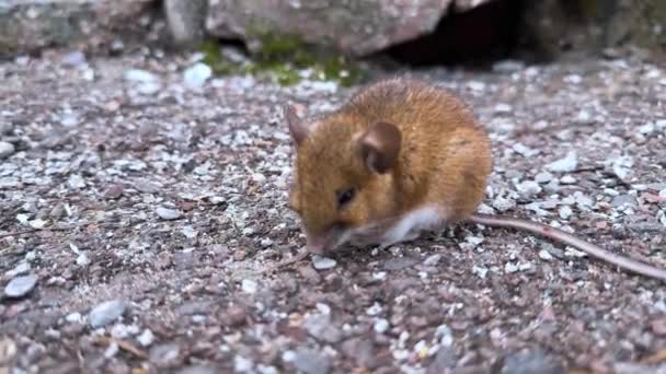 Por Alguma Razão Pequeno Rato Esquilo Saiu Para Estrada Senta — Vídeo de Stock