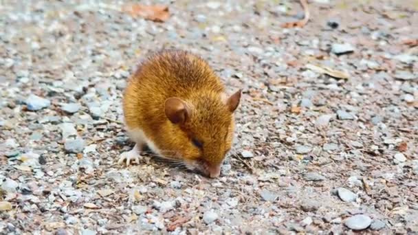 Για Κάποιο Λόγο Ένα Μικρό Ποντίκι Σκίουρος Βγήκε Στο Δρόμο — Αρχείο Βίντεο