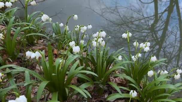 Foråret Karpaterne Vises Første Blomster Sarte Duftende Vinterdråber Hvide Blomster – Stock-video