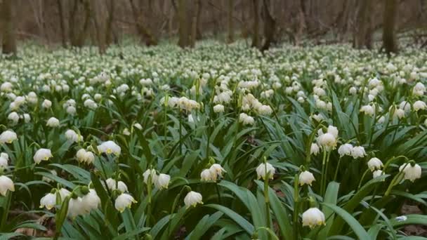 Primavera Dos Cárpatos Aparecem Primeiras Flores Delicadas Gotas Neve Perfumadas — Vídeo de Stock