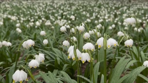Primavera Los Cárpatos Aparecen Las Primeras Flores Delicadas Gotas Nieve — Vídeo de stock