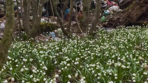Primavera Los Cárpatos Aparecen Las Primeras Flores Delicadas Gotas Nieve — Vídeos de Stock