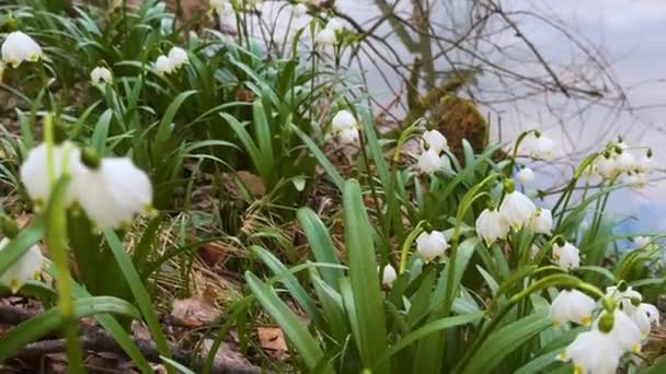 Het Voorjaar Van Karpaten Verschijnen Eerste Bloemen Delicate Geurige Sneeuwklokjes — Stockvideo
