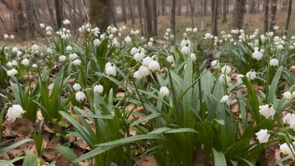 Våren Karpaterna Visas Första Blommorna Delikata Väldoftande Snödroppar Vita Blommor — Stockvideo