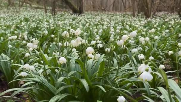 Wiosnę Karpat Pojawiają Się Pierwsze Kwiaty Delikatne Pachnące Krople Śniegu — Wideo stockowe