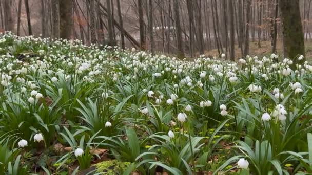 Весной Карпат Появляются Первые Цветы Нежные Ароматные Подснежники Белые Цветы — стоковое видео