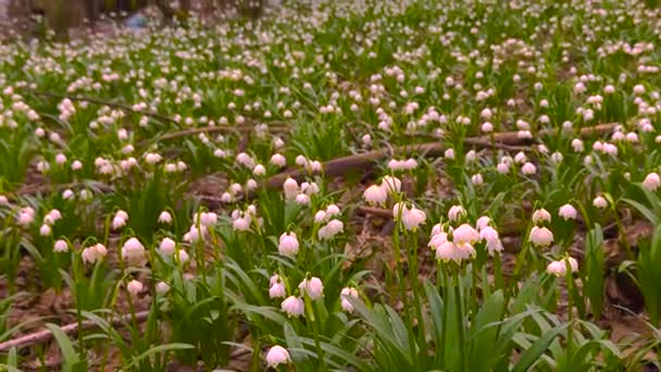 Навесні Карпатах Являються Перші Квіти Ніжні Запашні Проліски Білі Квіти — стокове відео