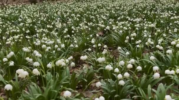 Навесні Карпатах Являються Перші Квіти Ніжні Запашні Проліски Білі Квіти — стокове відео