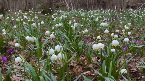 Primavera Los Cárpatos Aparecen Las Primeras Flores Delicadas Gotas Nieve — Vídeos de Stock