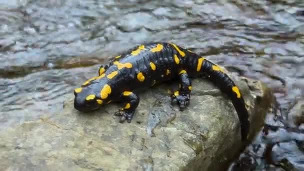 Clear Mountain River Peaks Carpathians Inhabited Fire Salamanders Beautiful Rare — Stock Video