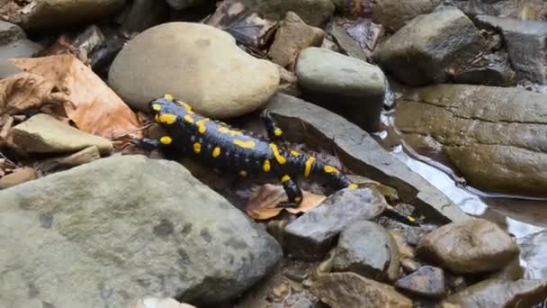 Rio Montanha Claro Dos Picos Dos Cárpatos Habitado Por Salamandras — Vídeo de Stock
