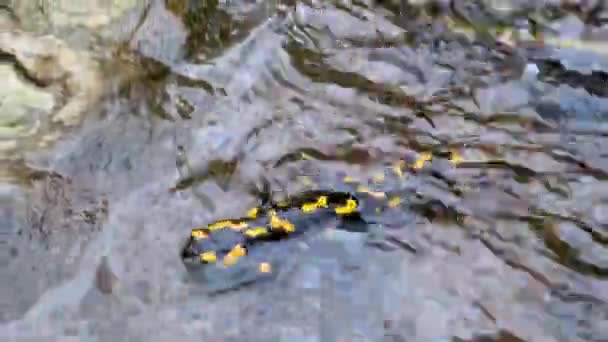 Limpido Fiume Montagna Dalle Cime Dei Carpazi Abitato Salamandre Incendiarie — Video Stock