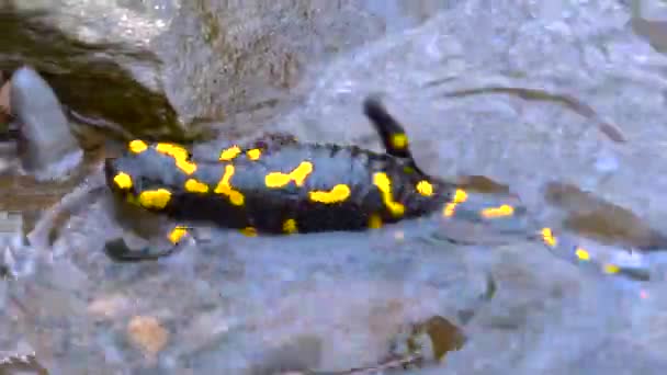 Průzračná Horská Řeka Vrcholků Karpat Obydlena Ohnivými Mloky Krásnými Vzácnými — Stock video