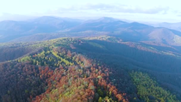 Ukraina Carpathians Transcarpathia Musim Gugur Berangin Hutan Birch Kehilangan Daun — Stok Video