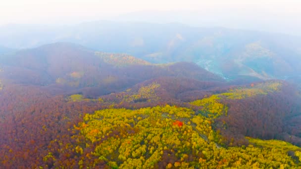 Ukraine Carpathians Transcarpathia Windy Autumn Day Birch Grove Losing Its — Stock Video